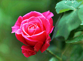 玫瑰芬芳