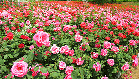 玫瑰芬芳