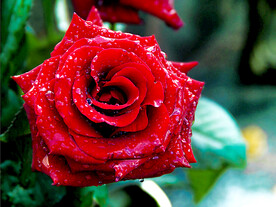 玫瑰芬芳