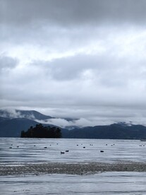 青山绿水小鸭子