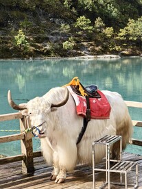 泸沽湖白色牦牛