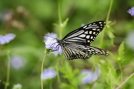 蝴蝶