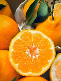 柑橘