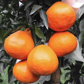 橙子栽培
