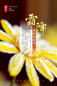 霜降 节气 菊花