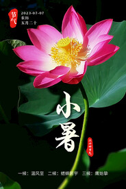 小暑 节气 荷花