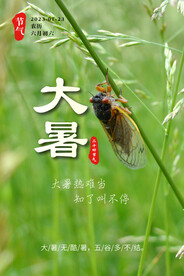 大暑 知了 夏天 炎热