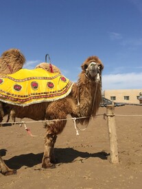 新疆 骆驼