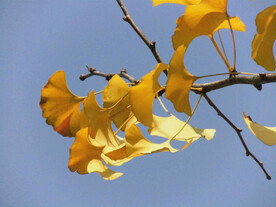 黄色银杏