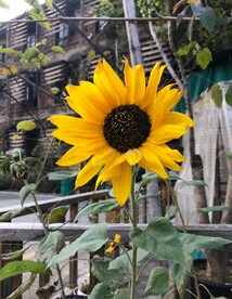 一支向日葵