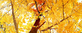 银杏染秋