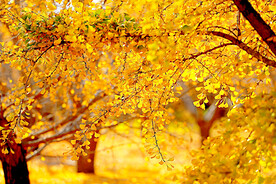 银杏染秋