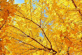 银杏染秋