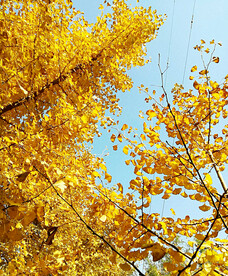 银杏染秋