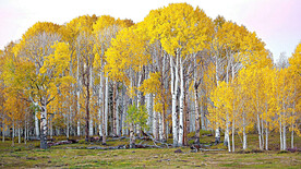 桦林秋色