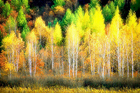 桦林秋色