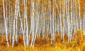 桦林秋色