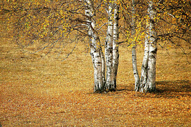 桦林秋色