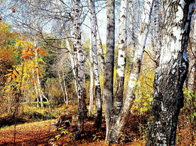 桦林秋色