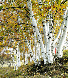 桦林秋色
