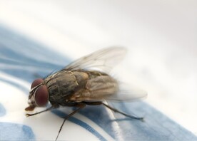 苍蝇 