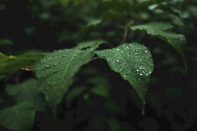 布满水珠的绿叶