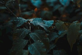 布满水珠的绿叶