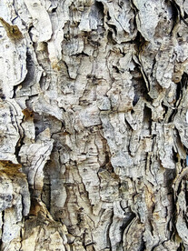 大树皮