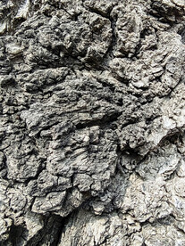 树皮纹理素材