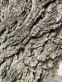 树皮素材