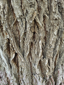 树皮纹理