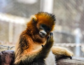 金丝猴
