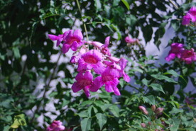紫云藤