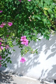 庭院绿化紫云藤