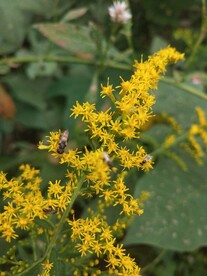 加拿大一枝黄花花朵图