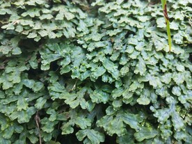 地钱野外生长图