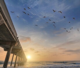 夕阳海景和飞鸟