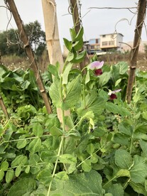 菜地豌豆苗