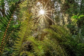 阳光照耀的阙类植物叶子