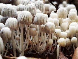 蘑菇