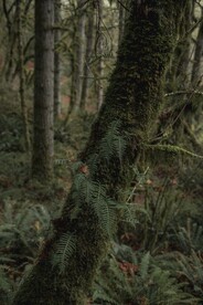 树杆上的阙类植物叶子
