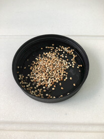 鹦鹉饲料食粮鸟食五色黍子