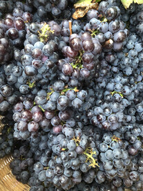 新鲜的无籽葡萄