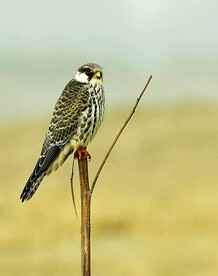 秋天的银杏桦树