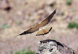 黄爪隼图黄爪隼图