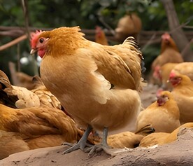 散养鸡