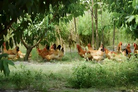 散养鸡