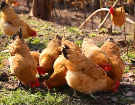散养鸡