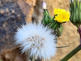 公园一角小黄花