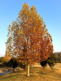 秋天的金黄树叶